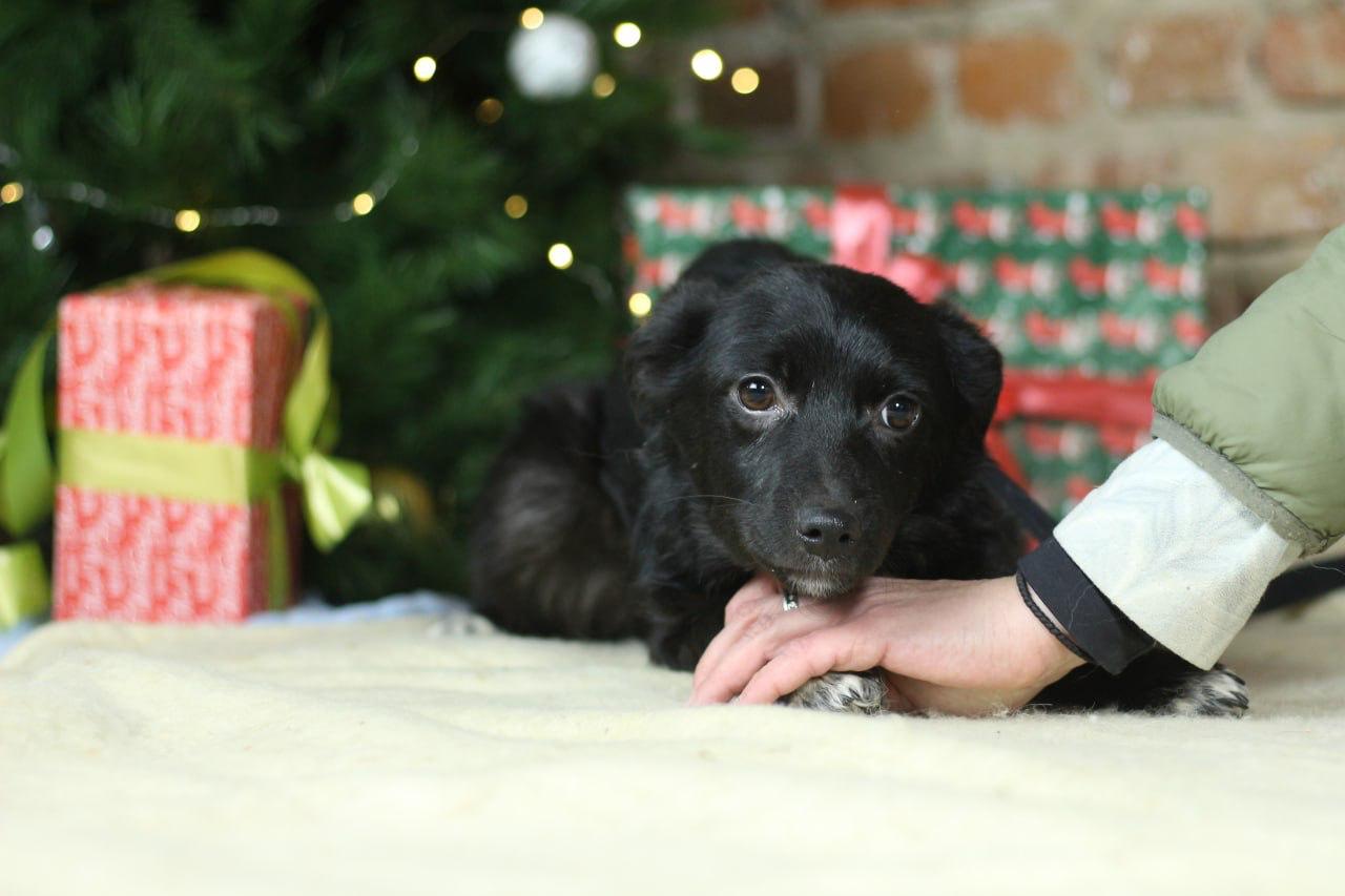 Chiens à adopter
